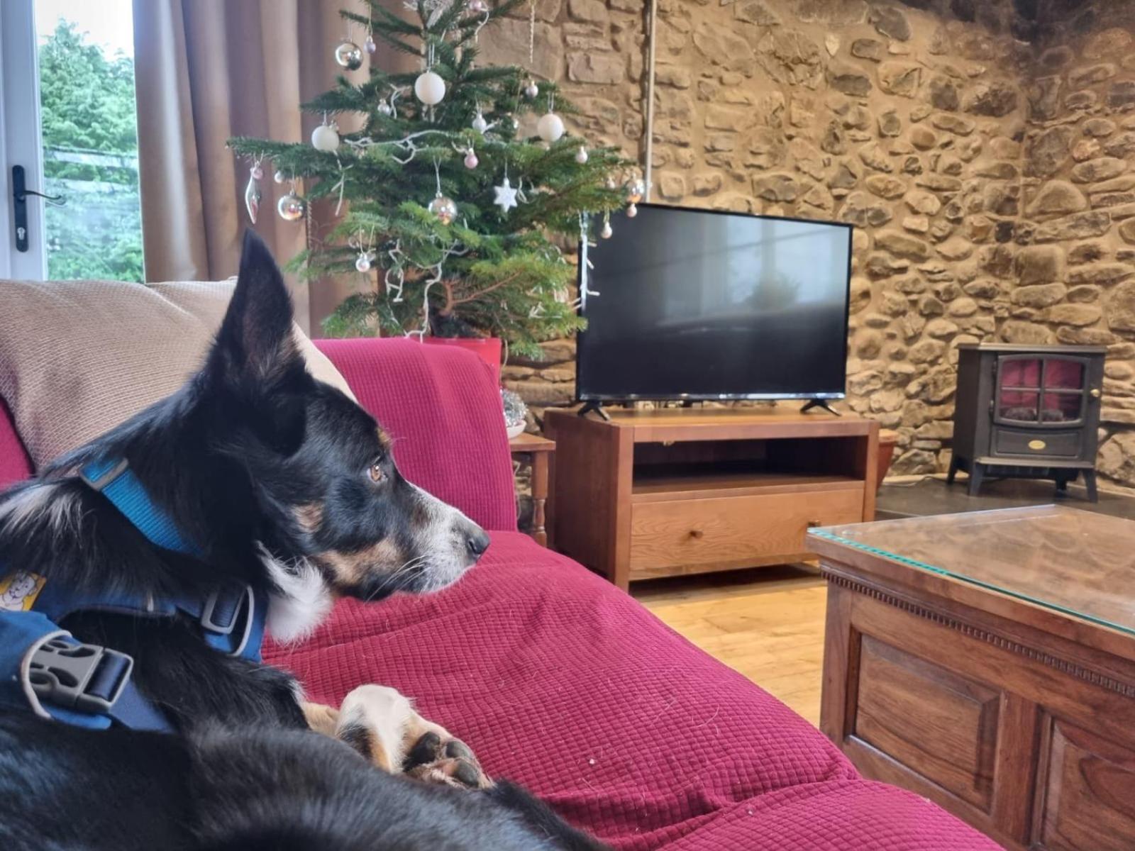 Pippin Lodge Llanwrda Luaran gambar